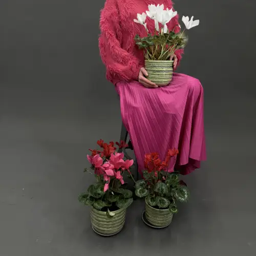 Цикламен в горшке в ассортименте