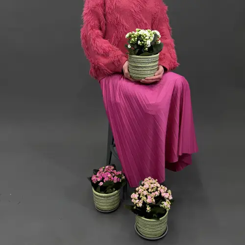 Каланхое в горшке в ассортименте